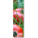 Bandeau de promotion pour ardoise primeur 1824 avec décor tomates (Lot de 10)